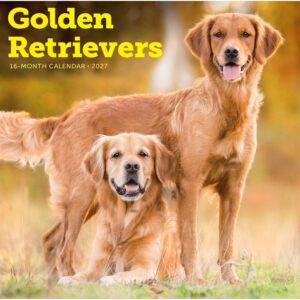 Golden Retrievers Calendar 2027