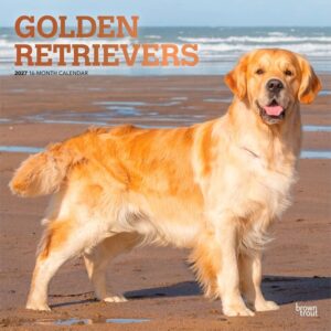 Golden Retrievers Calendar 2027