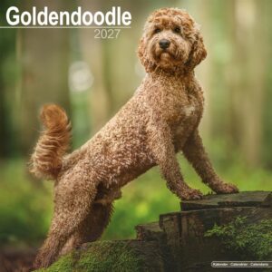 Goldendoodles Calendar 2027