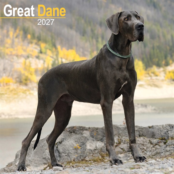 Great Dane Calendar 2027