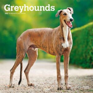 Greyhounds Calendar 2027
