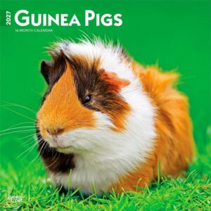 Guinea Pigs Calendar 2027
