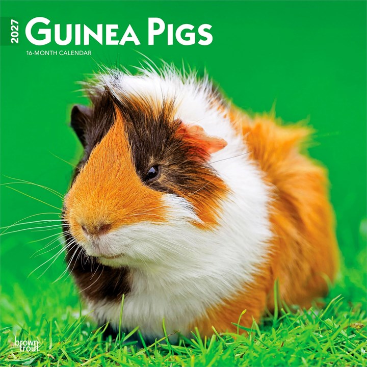 Guinea Pigs Calendar 2027