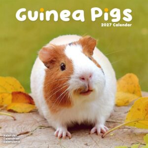 Guinea Pigs Calendar 2027
