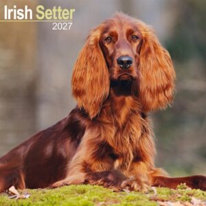 Irish Setter Calendar 2027