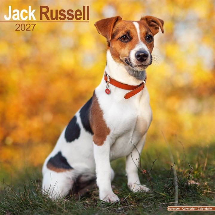 Jack Russell Calendar 2027