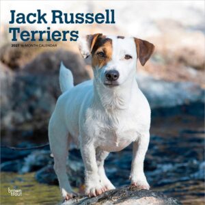 Jack Russell Terriers Calendar 2027