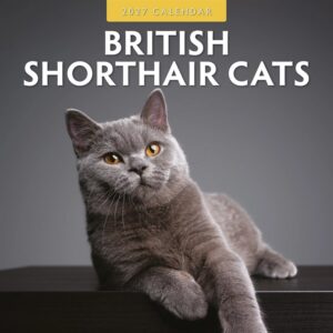 Just British Shorthair Cats Calendar 2027