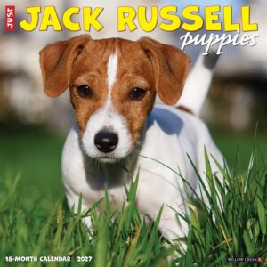 Just Jack Russell Puppies Calendar 2027