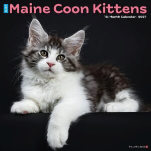 Just Maine Coon Kittens Calendar 2027
