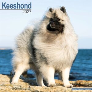 Keeshond Calendar 2027