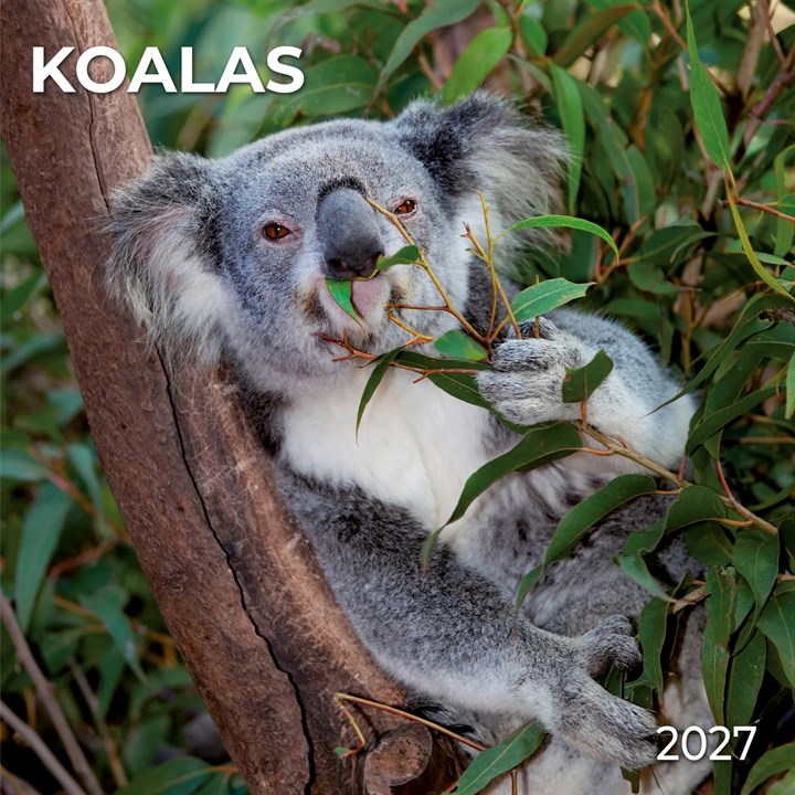 Koalas Calendar 2027