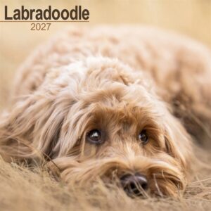 Labradoodle Calendar 2027
