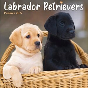 Labrador Retriever Puppies Mini Calendar 2027