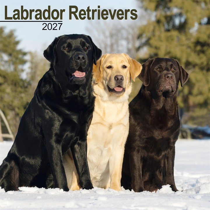 Labrador Retrievers Calendar 2027