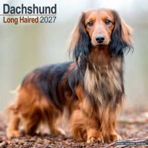Long Haired Dachshund Calendar 2027