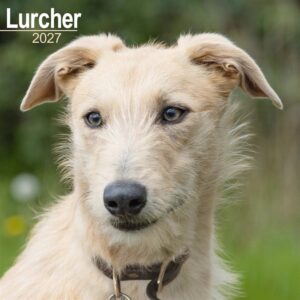 Lurcher Calendar 2027