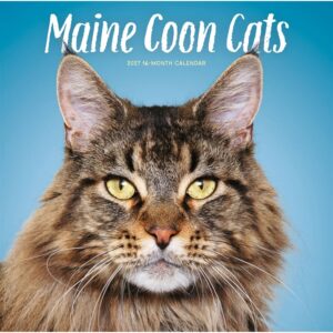 Maine Coon Cats Calendar 2027