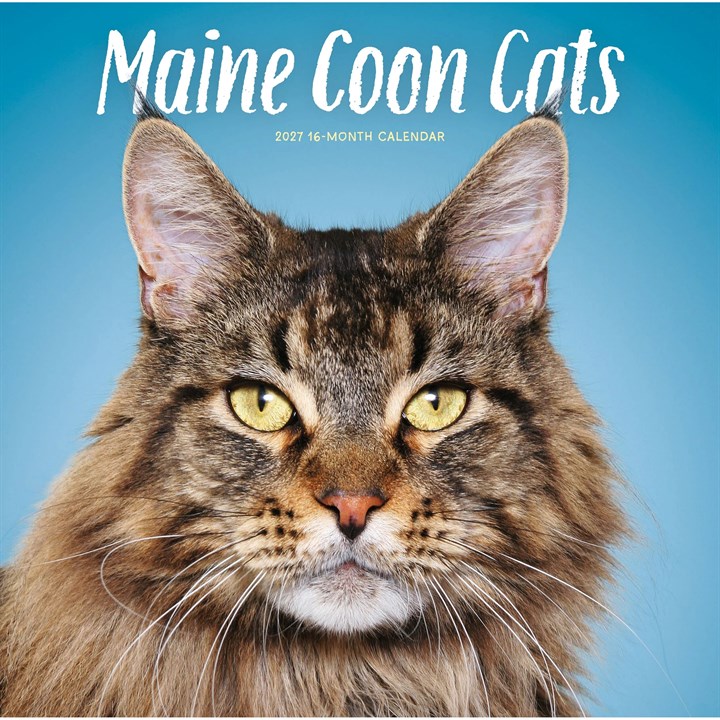Maine Coon Cats Calendar 2027