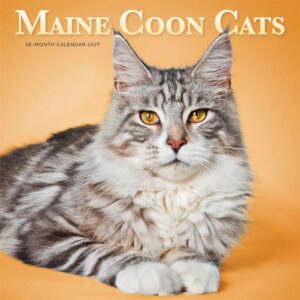Maine Coon Cats Calendar 2027