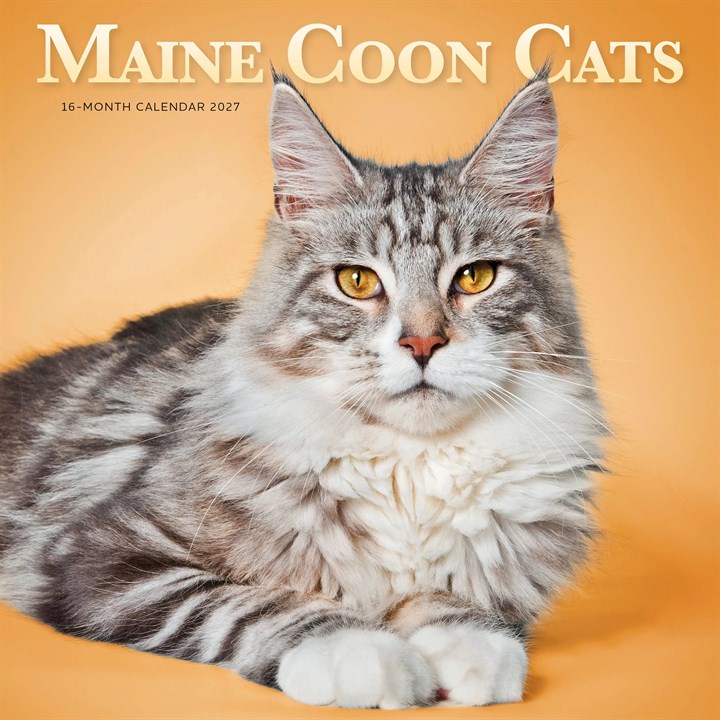 Maine Coon Cats Calendar 2027