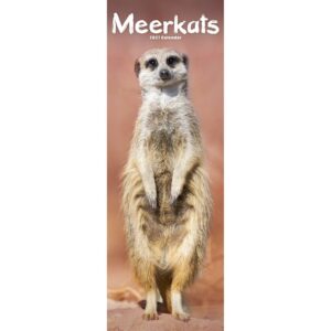Meerkats Slim Calendar 2027