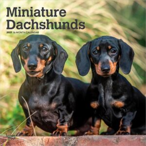 Miniature Dachshunds Calendar 2027
