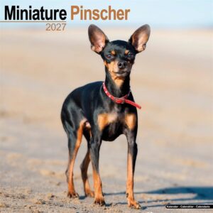 Miniature Pinscher Calendar 2027