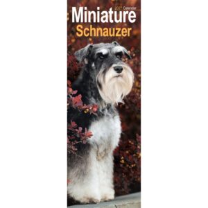 Miniature Schnauzer Slim Calendar 2027