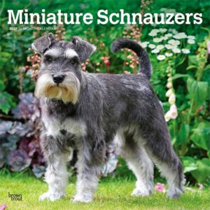 Miniature Schnauzers Calendar 2027