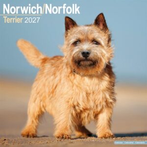 Norwich & Norfolk Terrier Calendar 2027