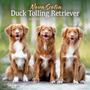 Nova Scotia Duck Tolling Retriever Calendar 2027