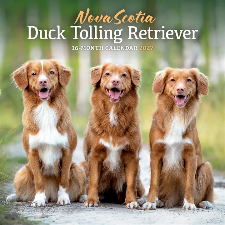 Nova Scotia Duck Tolling Retriever Calendar 2027