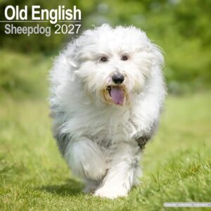 Old English Sheepdog Calendar 2027