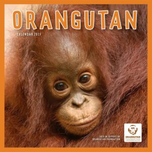 Orangutan Calendar 2027