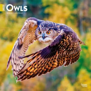 Owls Calendar 2027