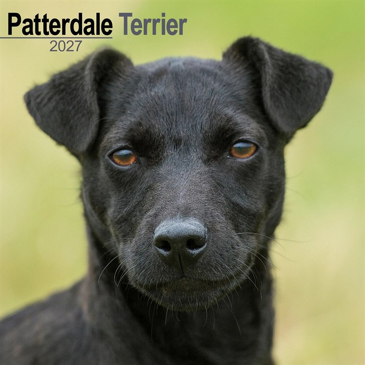 Patterdale Terrier Calendar 2027