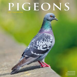 Pigeons Calendar 2027