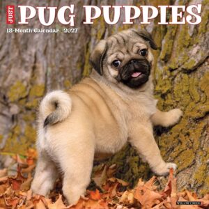 Pug Puppies Calendar 2027