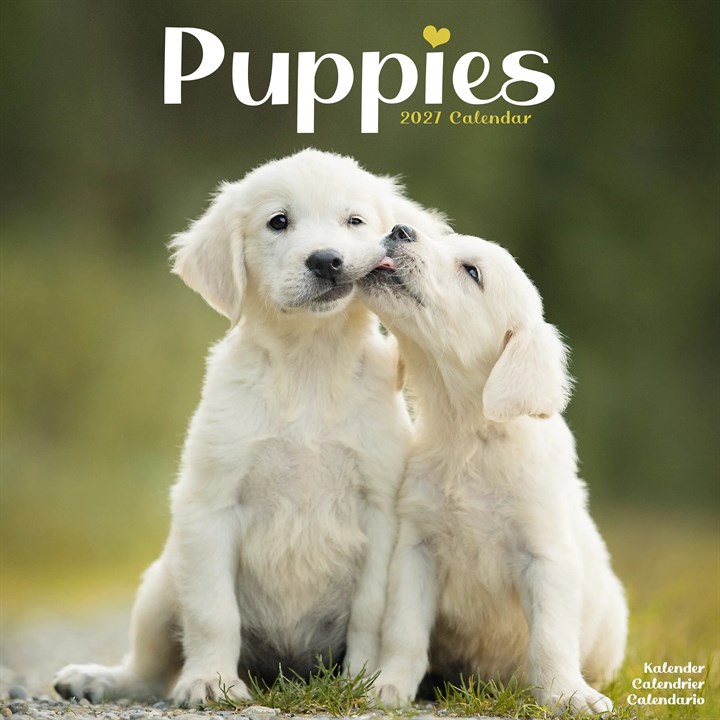 Puppies Calendar 2027