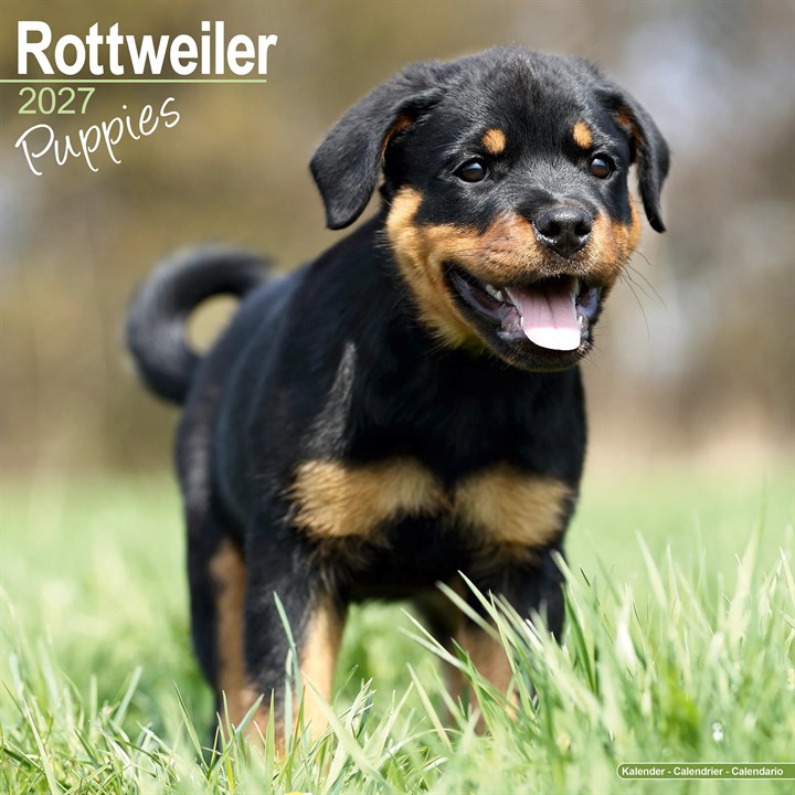 Rottweiler Puppies Calendar 2027