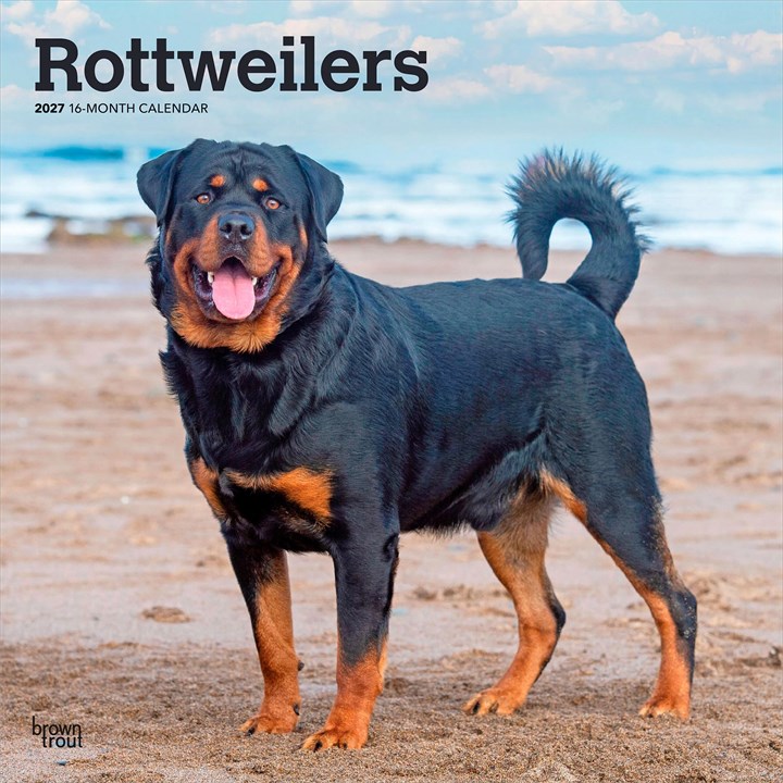 Rottweilers Calendar 2027