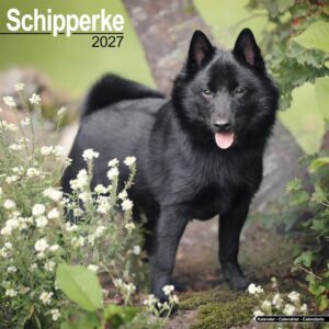 Schipperke Calendar 2027