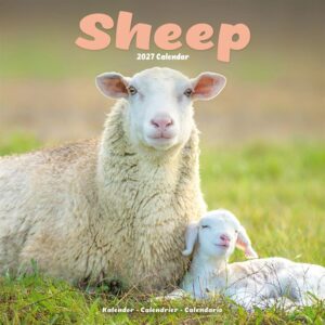 Sheep Calendar 2027