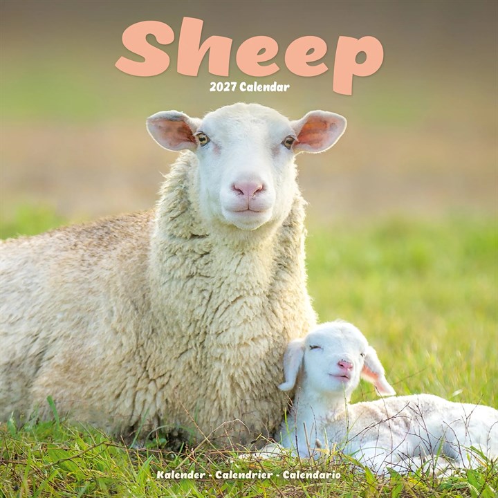Sheep Calendar 2027