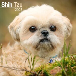 Shih Tzu Calendar 2027