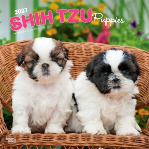 Shih Tzu Puppies Calendar 2027