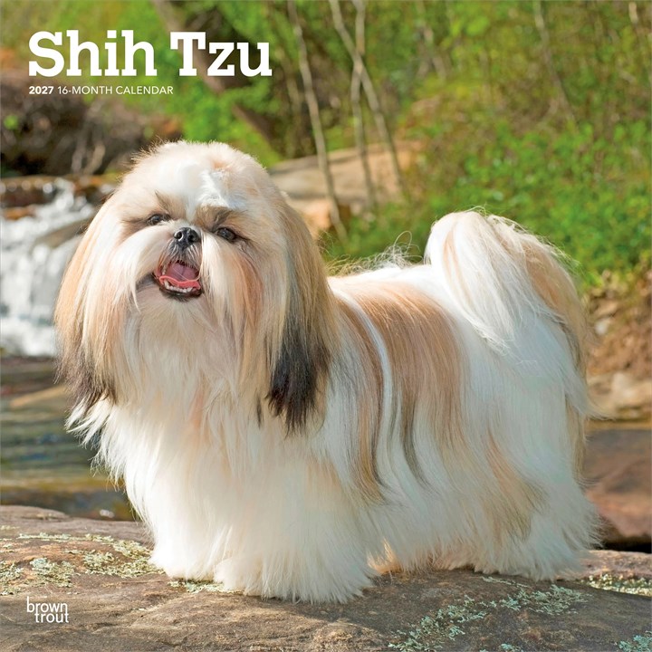 Shih Tzus Calendar 2027