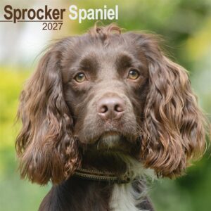 Sprocker Spaniel Calendar 2027