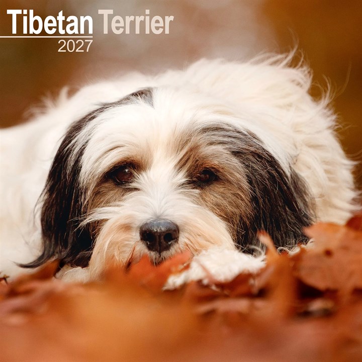 Tibetan Terrier Calendar 2027